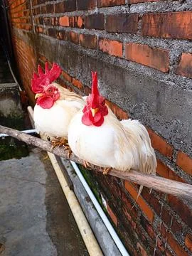 Bantam Chicken Stock Photos