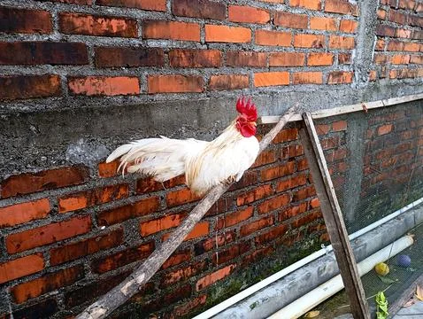 Bantam Chicken Stock Photos