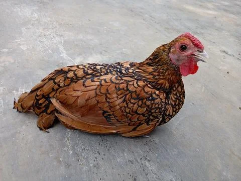 Bantam Chicken Stock Photos