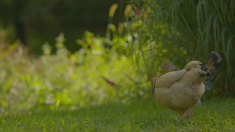 Bantam Chickens Pecking in grass Video stock 344995777