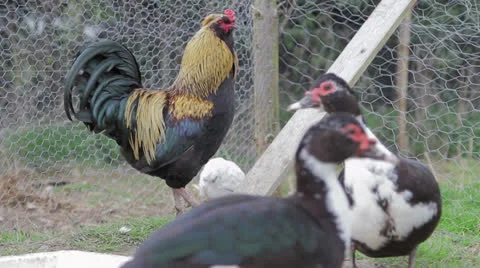 Bantam Cock and Ducks Vidéo 22897360