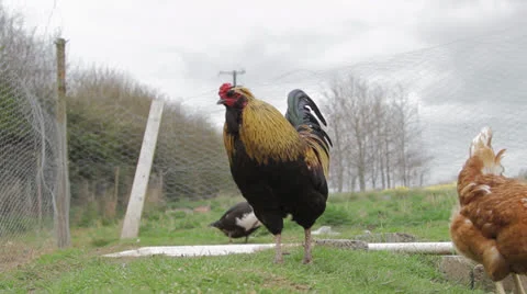Bantam Cock Feeding Vidéo 22897235