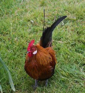 Bantam Cock Stock Photos