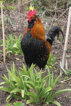 Bantam cockerel displaying Stock Photos