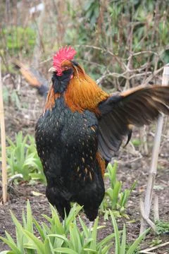 Bantam cockerel displaying Stock Photos