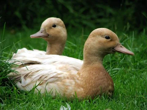 Bantam ducks Stock Photos