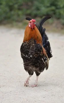 Bantam hen in the middle of a farm plot Stock Photos