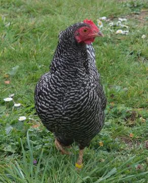 Bantam Hen Stock Photos