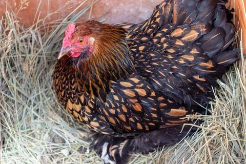 A Bantam Hen sitting on top of eggs in the hay Stock-Fotos