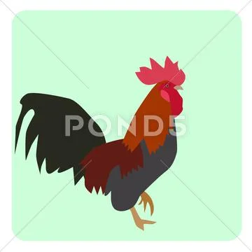 Bantam Male Stock Illustration