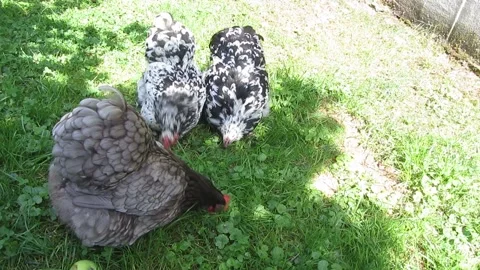 Bantam Orpington chicken hens Easter Stock Footage 160047312