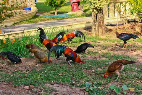 Bantam Stock Photos