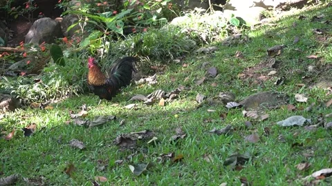 Bantam rooster crows while walking in the garden Stock-Footage 201727855