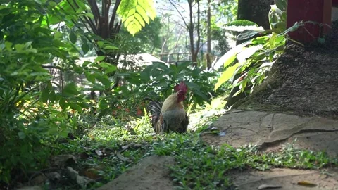 Bantam rooster crows while walking in the garden Stock-Footage 201727988