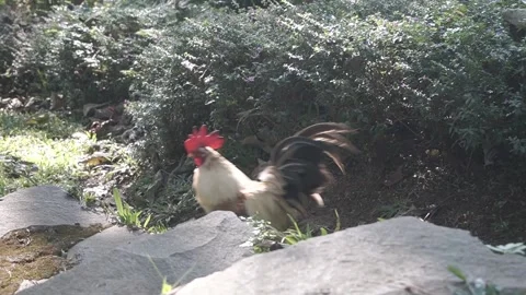Bantam rooster crows while walking in the garden Stock-Footage 201745104