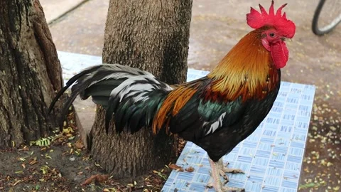 Bantam is standing on tile floor waiting food from monk Stock Footage 140869872