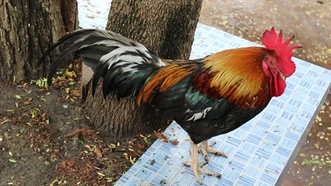 Bantam is standing on tile floor waiting food from monk Stock Footage 140871527
