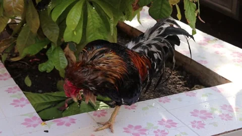 Bantam standing on tile flooring waiting food from monk Stock Footage 141306843