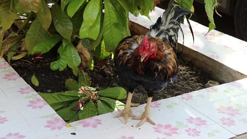 Bantam standing on tile flooring waiting food from monk Stock Footage 141306960