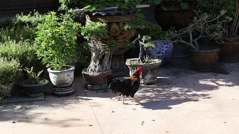 Bantam walking and finding food for eating in the temple Stock Footage 141306891