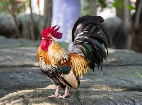 Bantam walking on the floor Stock Photos