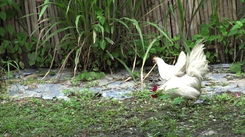 Bantam walking in the garden. Stock Footage 77632379