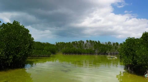 Bantayan Mangrove Sanctuary 03 Stock Footage 48980219