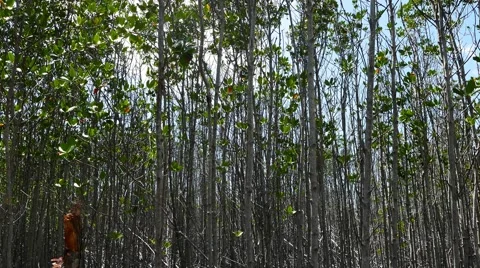 Bantayan Mangrove Sanctuary 07 Stock Footage 48915667