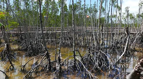 Bantayan Mangrove Sanctuary 10 Stock Footage 48893767