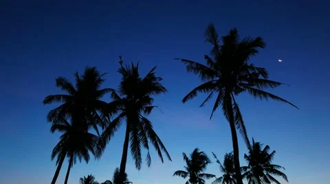 Bantayan Palm Trees 01 Stock Footage 48946867