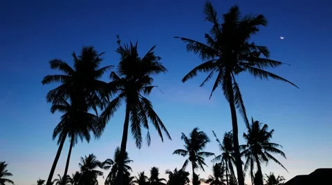 Bantayan Palm Trees 02 Stock Footage 49213099