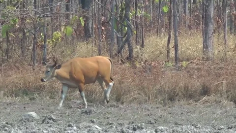 Banteng (Bos javanicus), Cambodia Stockbeeldmateriaal 70795622