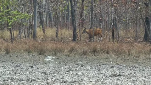 Banteng (Bos javanicus), Cambodia Stockbeeldmateriaal 70795829