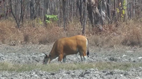 Banteng (Bos javanicus), Cambodia 스톡 동영상 70795952