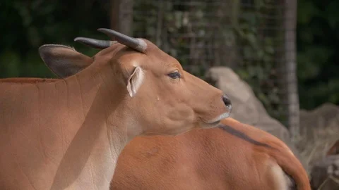 Banteng (Bos javanicus). Stock Footage 113798644