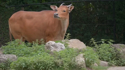 Banteng (Bos javanicus). Stock Footage 113798646