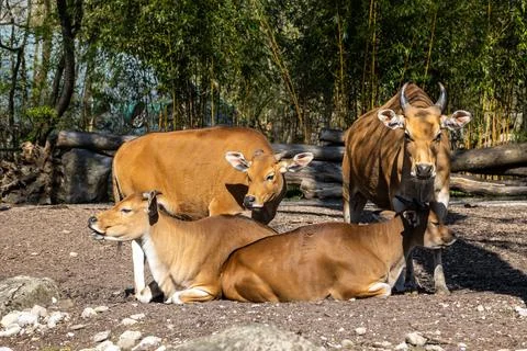 Banteng, Bos javanicus or Red Bull is a type of wild cattle. Stock Photos