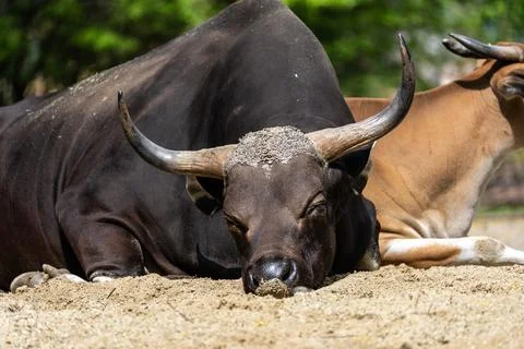 Banteng, Bos javanicus or Red Bull is a type of wild cattle. 库存照片