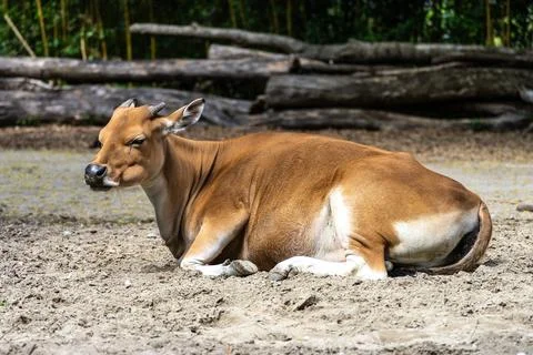 Banteng, Bos javanicus or Red Bull is a type of wild cattle. Stock Photos