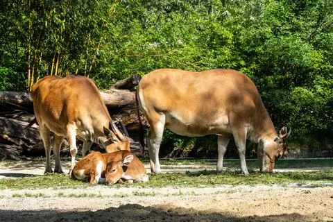 Banteng, Bos javanicus or Red Bull is a type of wild cattle. Stock Photos
