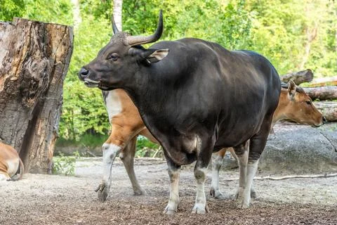 Banteng, Bos javanicus or Red Bull is a type of wild cattle. Stock Photos