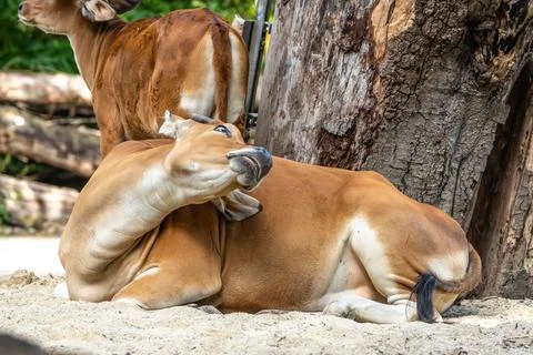 Banteng, Bos javanicus or Red Bull is a type of wild cattle. Stock Photos