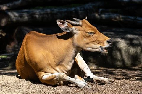 Banteng, Bos javanicus or Red Bull is a type of wild cattle. 스톡 사진