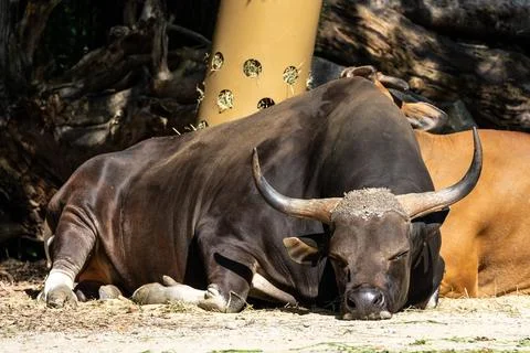 Banteng, Bos javanicus or Red Bull is a type of wild cattle. 스톡 사진
