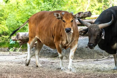 Banteng, Bos javanicus or Red Bull is a type of wild cattle. 스톡 사진