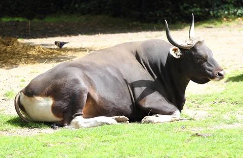 Banteng  (Bos Javanicus) Stock Photos
