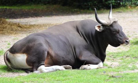 Banteng  (Bos Javanicus) Stock Photos