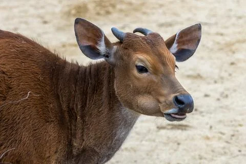 Banteng (Bos javanicus) Stock Photos