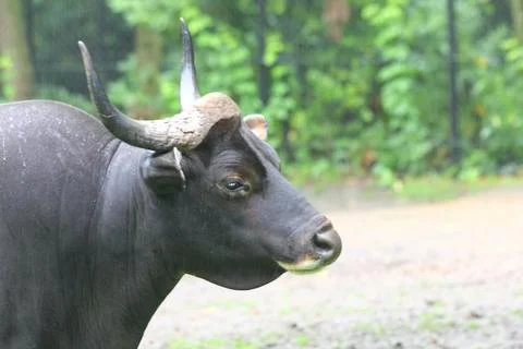 Banteng  (Bos Javanicus) Фото