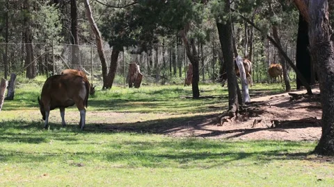 Banteng brown cow in a paddock of Dubbo park – western plains in 4k. Stock Footage 142332924